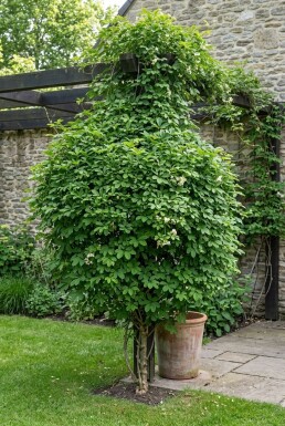 Akebia quinata 'Cream Form' stödpinne