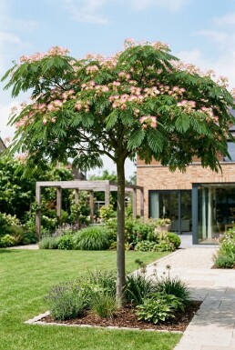 Albizia julibrissin 'Ombrella' Stamträd