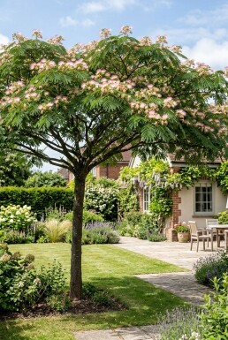 Albizia julibrissin 'Ombrella' Stamträd