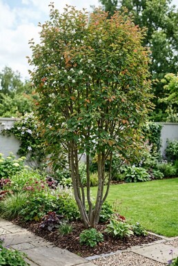 Amelanchier canadensis 'Rainbow Pillar' flerstammig