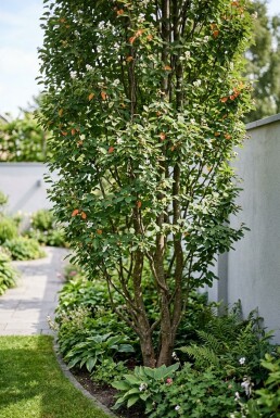 Amelanchier canadensis 'Rainbow Pillar' flerstammig