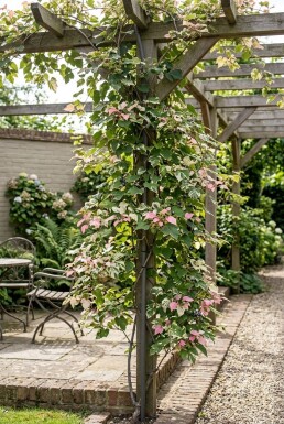 Ampelopsis glandulosa 'Elegans' på stam