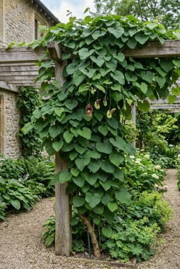 Aristolochia macrophylla Pinne