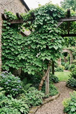 Aristolochia macrophylla Pinne
