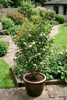 Aronia melanocarpa Buske C5