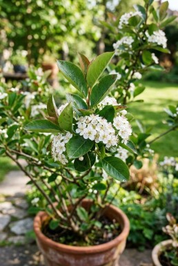Aronia melanocarpa Buske C5