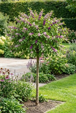 Callicarpa bodinieri 'Profusion' Halvstam