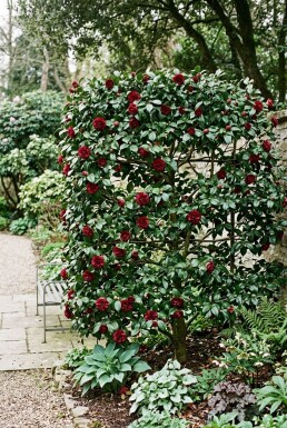 Camellia japonica 'Black Lace' skärm