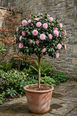 Camellia japonica 'Burnside' på stam