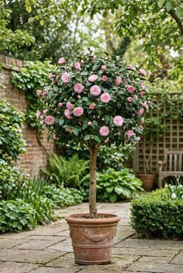 Camellia japonica 'Debbie' på stam