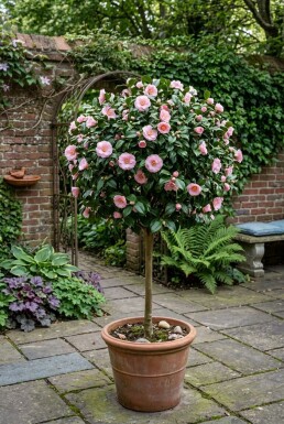 Camellia japonica 'Debbie' på stam