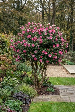 Camellia sasanqua 'Kanjiro' Flerstammig