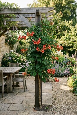 Campsis radicans Stam