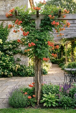 Campsis radicans Stam