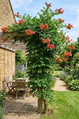 Campsis radicans 'Flamenco' på pinne
