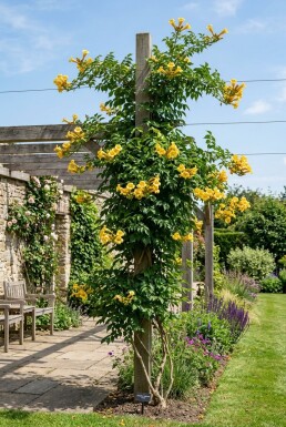 Campsis radicans 'Flava' pinne