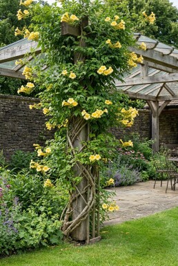 Campsis radicans 'Flava' pinne
