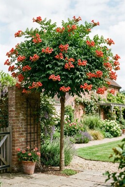 Campsis tagliabuana 'Fire Trumpet' Halvstam