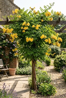 Campsis tagliabuana 'Gold Trumpet' Halvstam