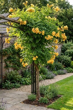 Campsis tagliabuana 'Gold Trumpet' Halvstam