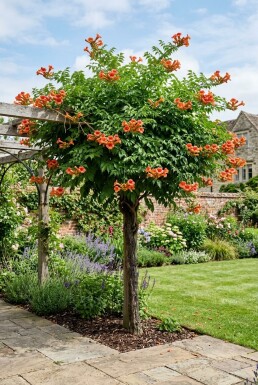 Campsis tagliabuana 'Indian Summer' Halvstam