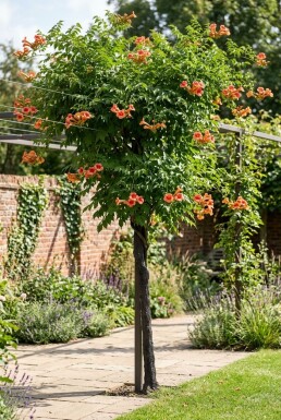 Campsis tagliabuana 'Indian Summer' Halvstam