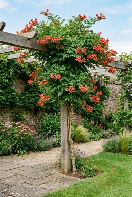 Campsis tagliabuana 'Mme Galen' Stam