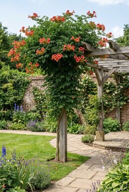 Campsis tagliabuana 'Mme Galen' Stam