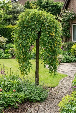 Caragana arborescens 'Pendula' halvstam 120 cm C10