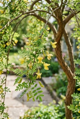 Caragana arborescens 'Pendula' halvstam 120 cm C10