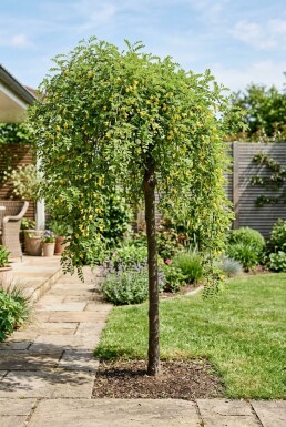 Caragana arborescens 'Walker' Halvstam