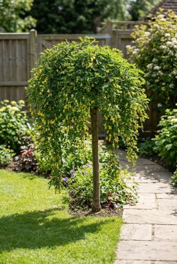 Caragana arborescens 'Walker' Halvstam