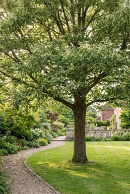 Castanea sativa 'Variegata' halvstam 120 cm C10
