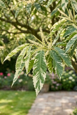 Castanea sativa 'Variegata' halvstam 120 cm C10