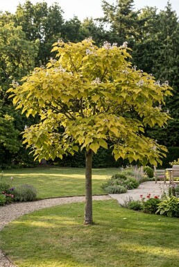 Catalpa bignonioides 'Aurea' halvstam stamhöjd 150 cm C10