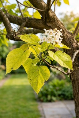 Catalpa bignonioides 'Aurea' halvstam stamhöjd 150 cm C10