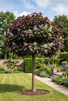 Catalpa erubescens 'Purpurea' halvstam stamhöjd 120 cm C10