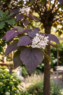 Catalpa erubescens 'Purpurea' halvstam stamhöjd 120 cm C10