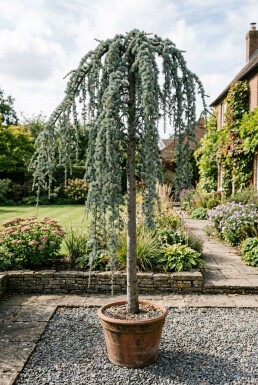 Cedrus atlantica 'Glauca Pendula' på stam