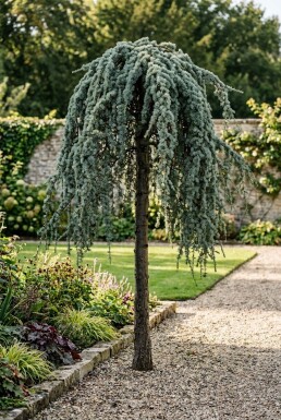Cedrus atlantica 'Glauca Pendula' på stam