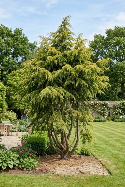 Cedrus deodara 'Aurea' Buske