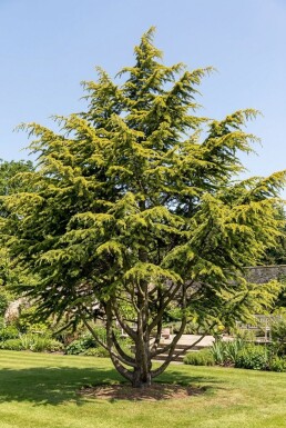 Cedrus deodara 'Aurea' Buske