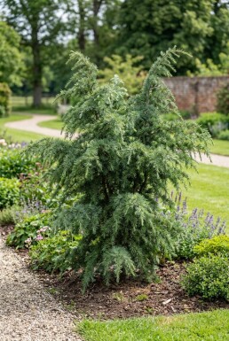 Cedrus deodara 'Eisregen' Buske