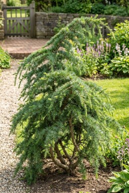 Cedrus deodara 'Eisregen' Buske