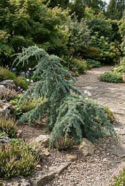 Cedrus deodara 'Feelin' Blue'