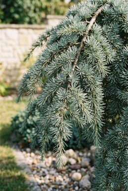 Cedrus deodara 'Feelin' Blue' Buske