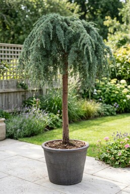 Cedrus deodara 'Feelin' Blue' på stam