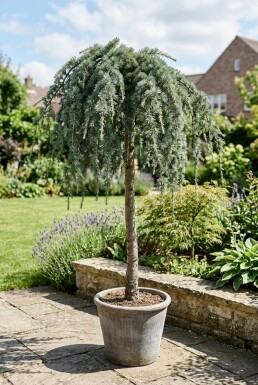 Cedrus deodara 'Feelin' Blue' på stam