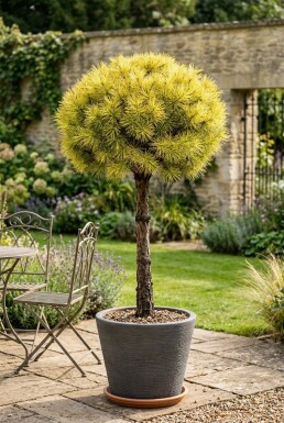 Cedrus deodara 'Lime Glow' på stam