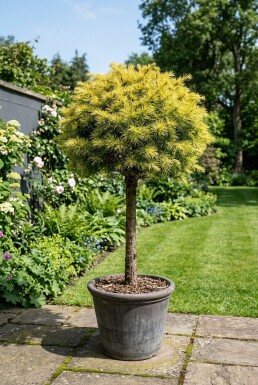 Cedrus deodara 'Lime Glow' på stam